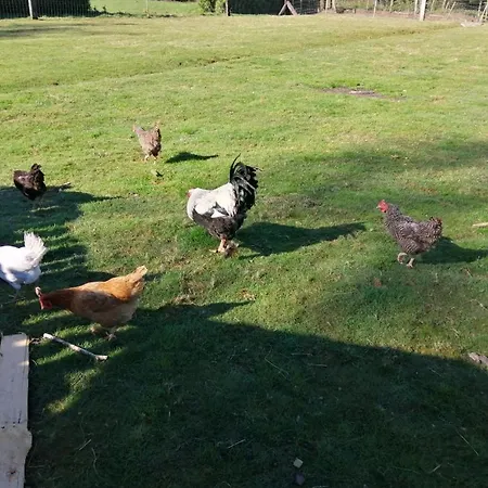 La Gambas Des Bois Nyaraló *