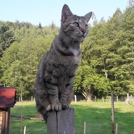 בית נופש La Gambas Des Bois Saint-Quirin