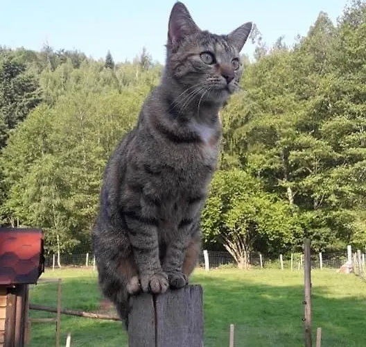 Prázdninový dům La Gambas Des Bois Saint-Quirin